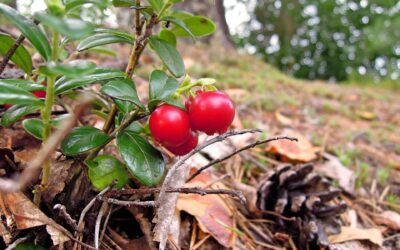 Wild Manitoba berry shows promising health benefits